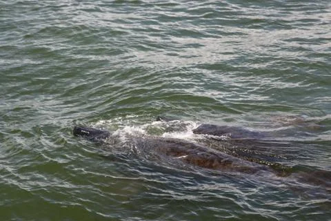 Manatee Stock Photos