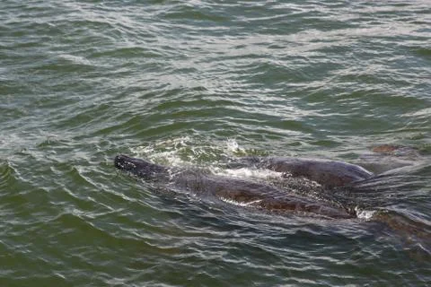 Manatee Stock Photos