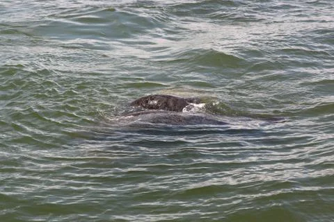 Manatee Stock Photos