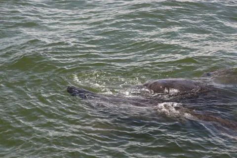 Manatee Stock Photos