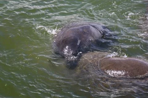Manatee Stock Photos