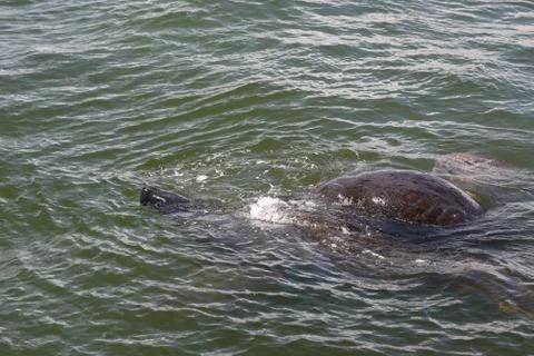 Manatee Stock Photos