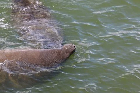 Manatee Stock Photos