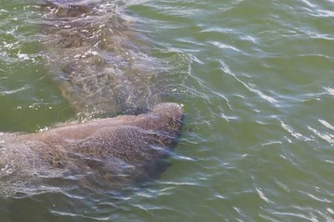 Manatee Stock Photos
