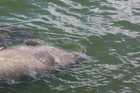 Manatee Stock Photos