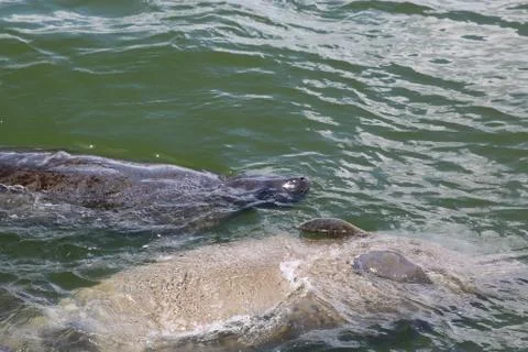 Manatee Stock Photos