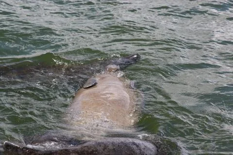Manatee Stock Photos