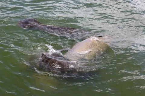Manatee Stock Photos