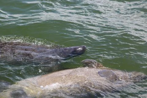 Manatee Stock Photos