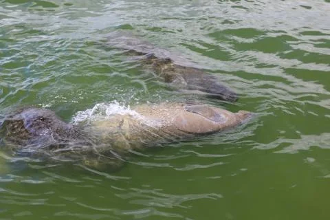 Manatee Stock Photos