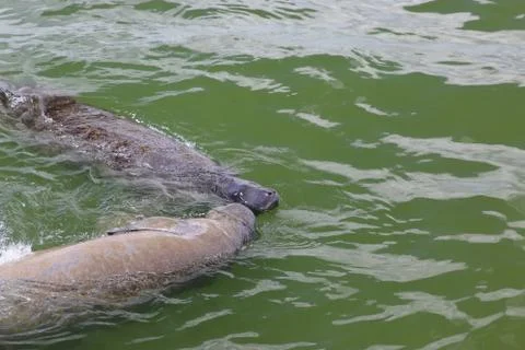 Manatee Stock Photos