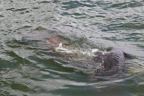 Manatee Stock Photos