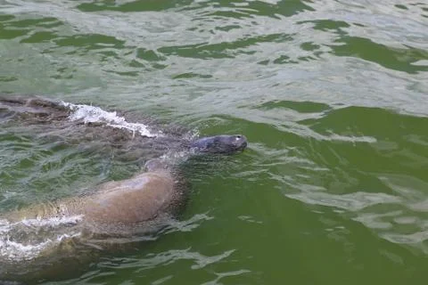 Manatee Stock Photos