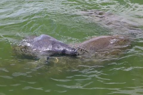 Manatee Stock Photos