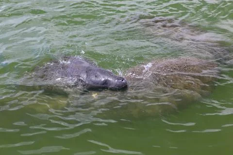 Manatee Stock Photos