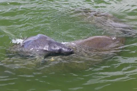 Manatee Stock Photos