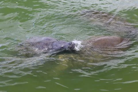 Manatee Stock Photos