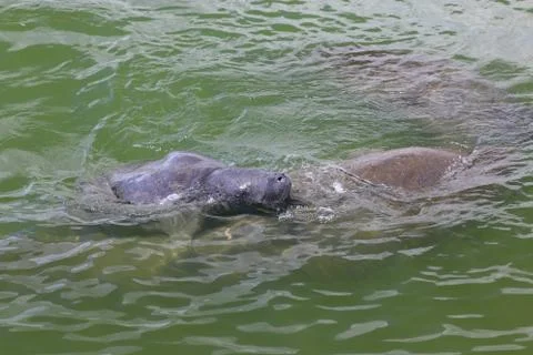 Manatee Stock Photos