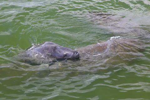 Manatee Stock Photos