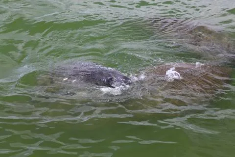 Manatee Stock Photos