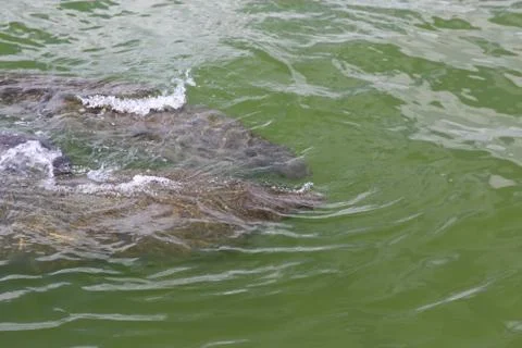 Manatee Stock Photos