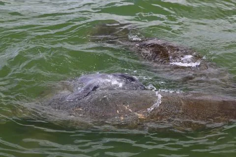 Manatee Stock Photos