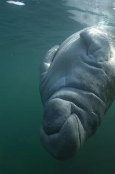 A manatee plays upside down in Crystal River. Stock Photos