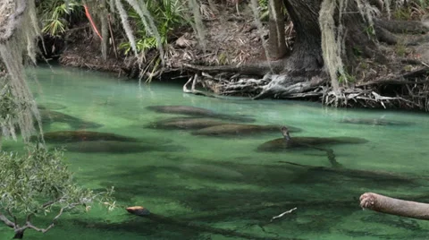 Manatee resting on river bottom southern Florida HD 1966 Stock Footage 36178945