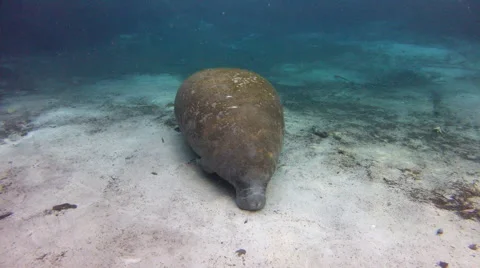 A manatee rests on a sandy bottom with small fish Stock Footage 62818244