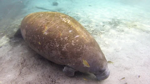 A manatee rises to the surface for a breath Stock Footage 62816902