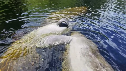 Manatee Rolls and Hugs Stock Footage 151091149