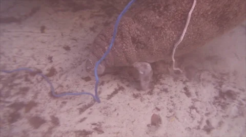 Manatee Rope Tasting Stock Footage 31063698