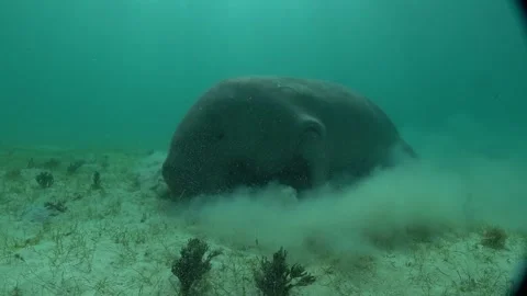 Manatee in the Sea of the Philippines Stock Footage 269704770