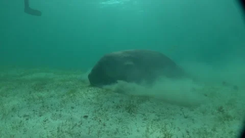 Manatee in the Sea of the Philippines Stock Footage 269704772