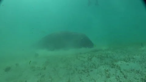Manatee in the Sea of the Philippines Stock Footage 269704773