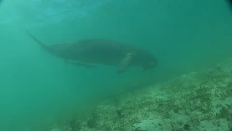 Manatee in the Sea of the Philippines Stock Footage 269704851