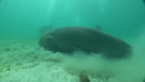 Manatee in the Sea of the Philippines Stock Footage 269704877