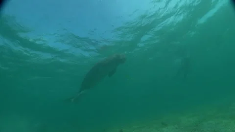 Manatee in the Sea of the Philippines Stock Footage 269704878