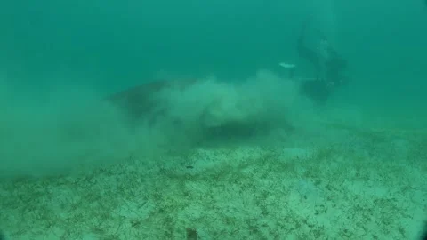 Manatee in the Sea of the Philippines Stock Footage 269705221