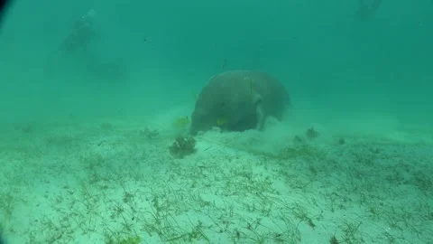 Manatee in the Sea of the Philippines Stock Footage 269705647