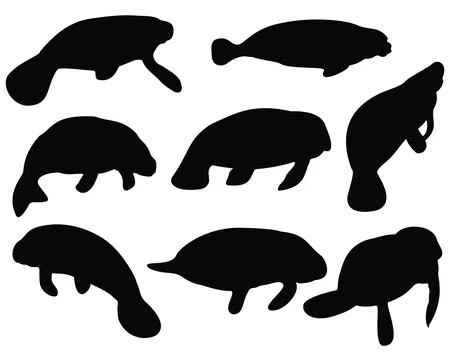 MANATEE SILHOUETTE VECTOR ART Stock Illustration