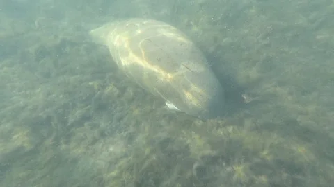 Manatee sleeping on bottom Stock Footage 111226454