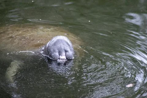 Manatee Smile Stock Photos