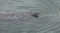 Manatee Snout Ripples In Water Tampa Bay 4K 4k or 4k+ Resolution