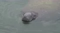 Manatee Snout In Tampa Bay Water 4K 4k or 4k+ Resolution