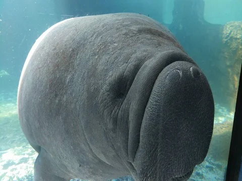 Manatee Swiming Stock Footage 80689124