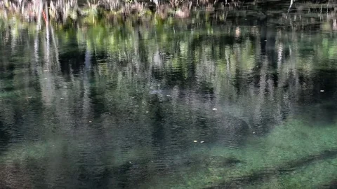 Manatee swimming in the St. John's River Stock Footage 70398586