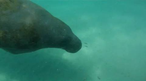 Manatee Swimming Underwater Stock Footage 8913983