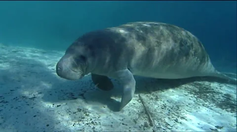 A manatee swims underwater. Stockbeeldmateriaal 67553336
