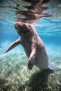 Manatee taking a breathe at the surface resting on sea grass Stock Photos